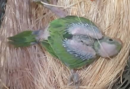 green parrot baby