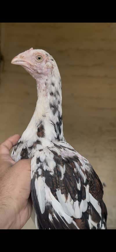 Aseel chicks for sale