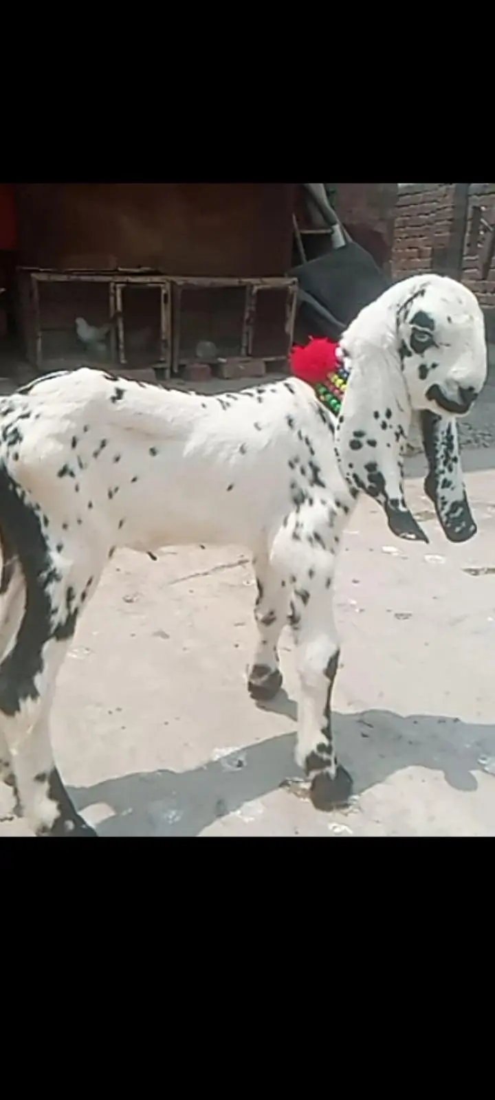 beetal kale cheene female for sale — photo 2