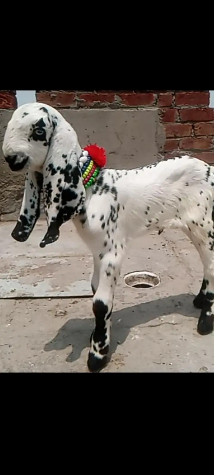 beetal kale cheene female for sale — photo 4