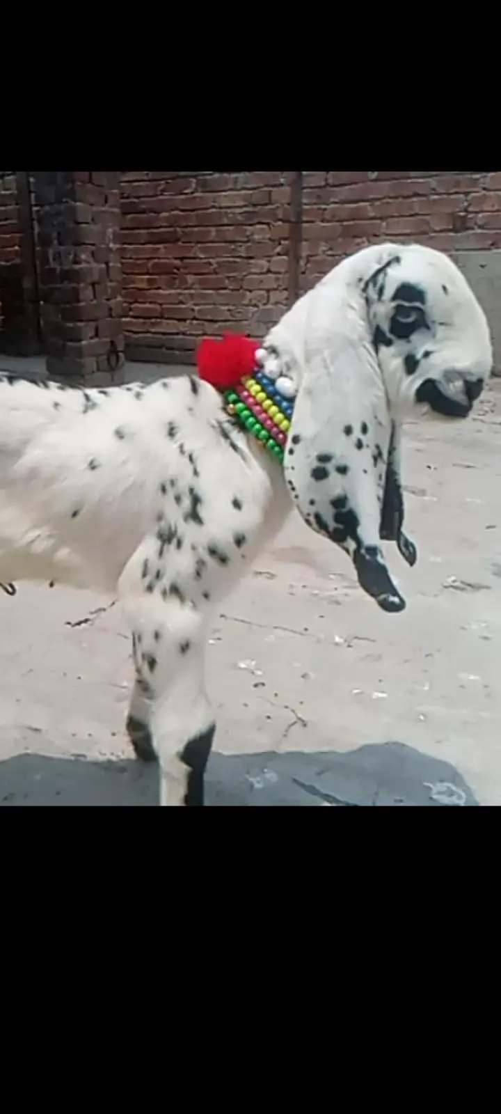 beetal kale cheene female for sale — photo 7