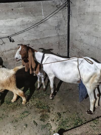jumbo size kamori bakri male bacche k sath