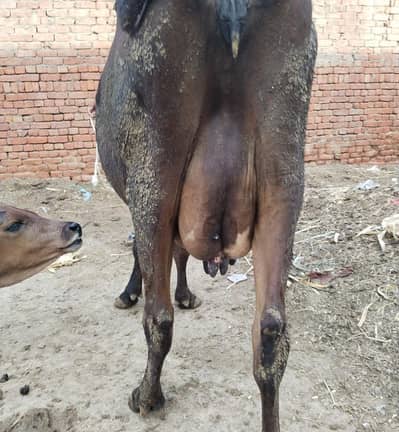 Jarsi cross taza soi gaay 18 liter milk Saath wacha