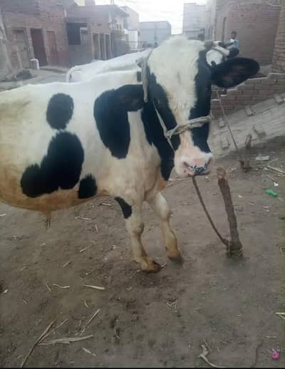 دودھ والی گائے - Babuwala