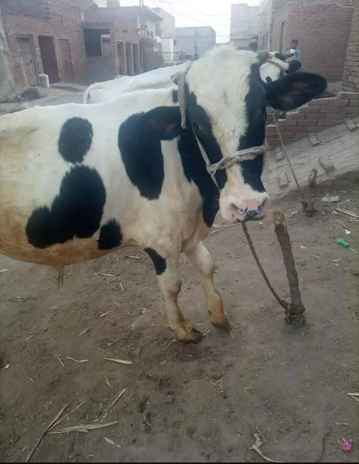 1 بار سوئی گائے + 5 ماہ بچھڑا، 14 لیٹر دودھ، مکمل صحت مند - Babuwala 0