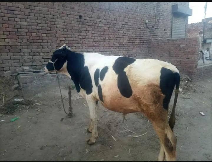 1 بار سوئی گائے + 5 ماہ بچھڑا، 14 لیٹر دودھ، مکمل صحت مند - Babuwala 1