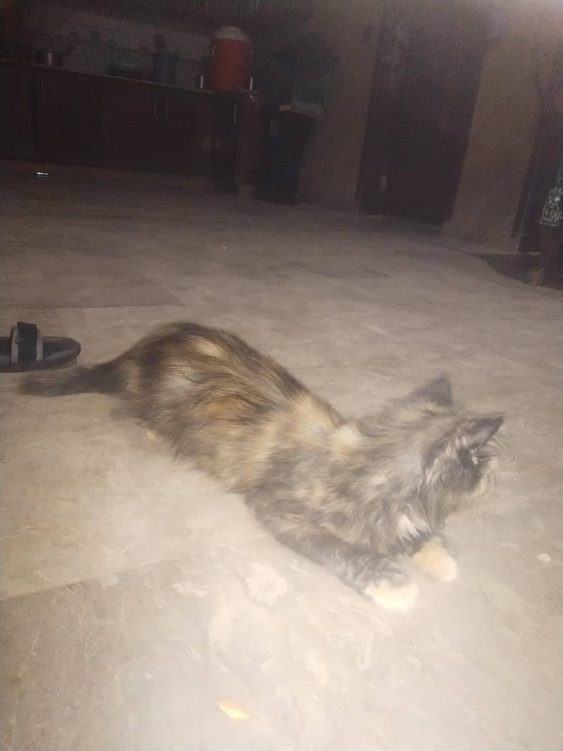 persion hai 0