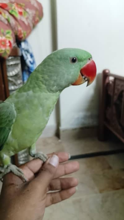 Pahari Tota Male