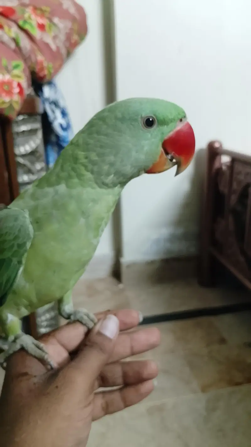 Pahari Tota Male
