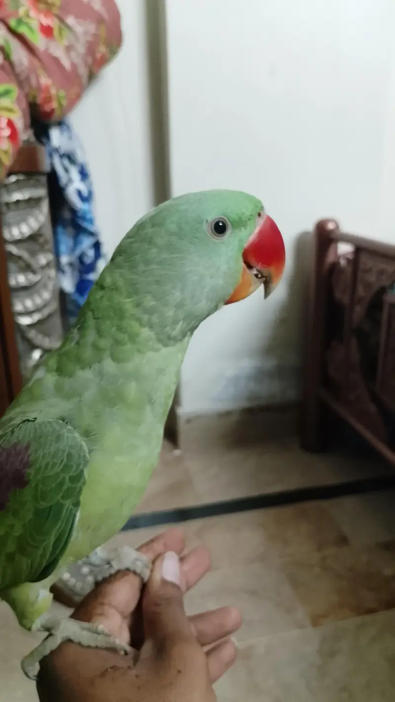Pahari Tota Male — photo 2