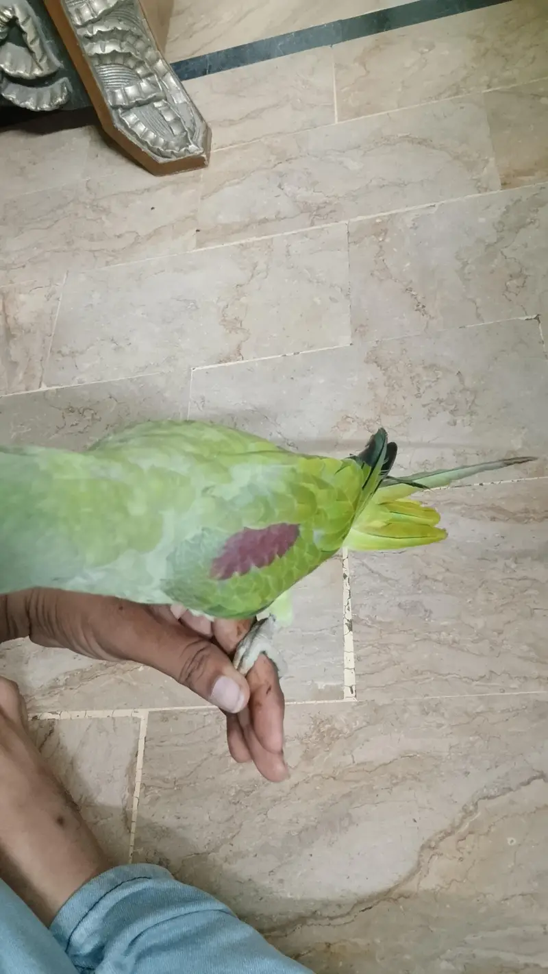 Pahari Tota Male — photo 3