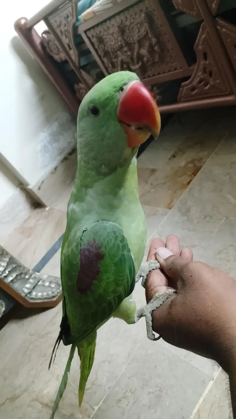 Pahari Tota Male — photo 4