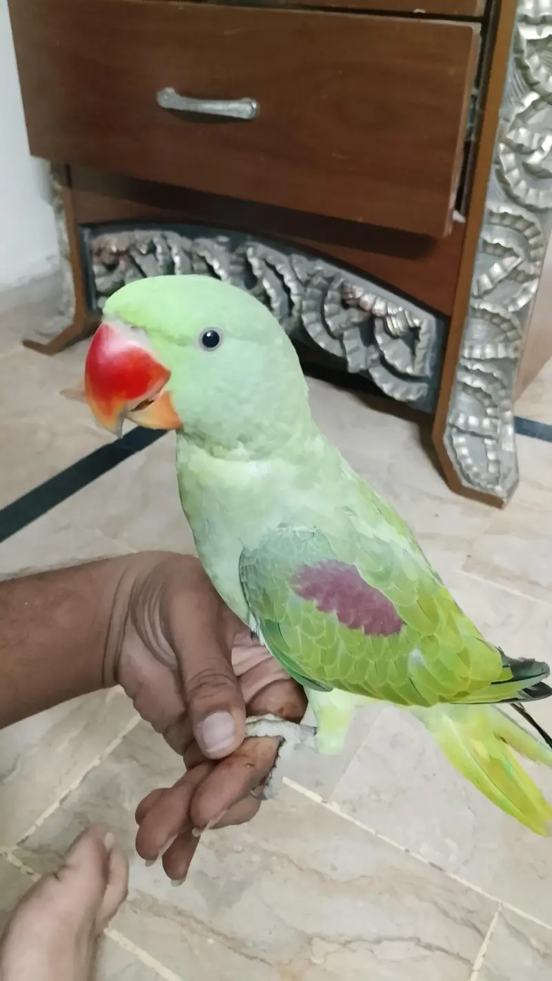 Pahari Tota Male — photo 5