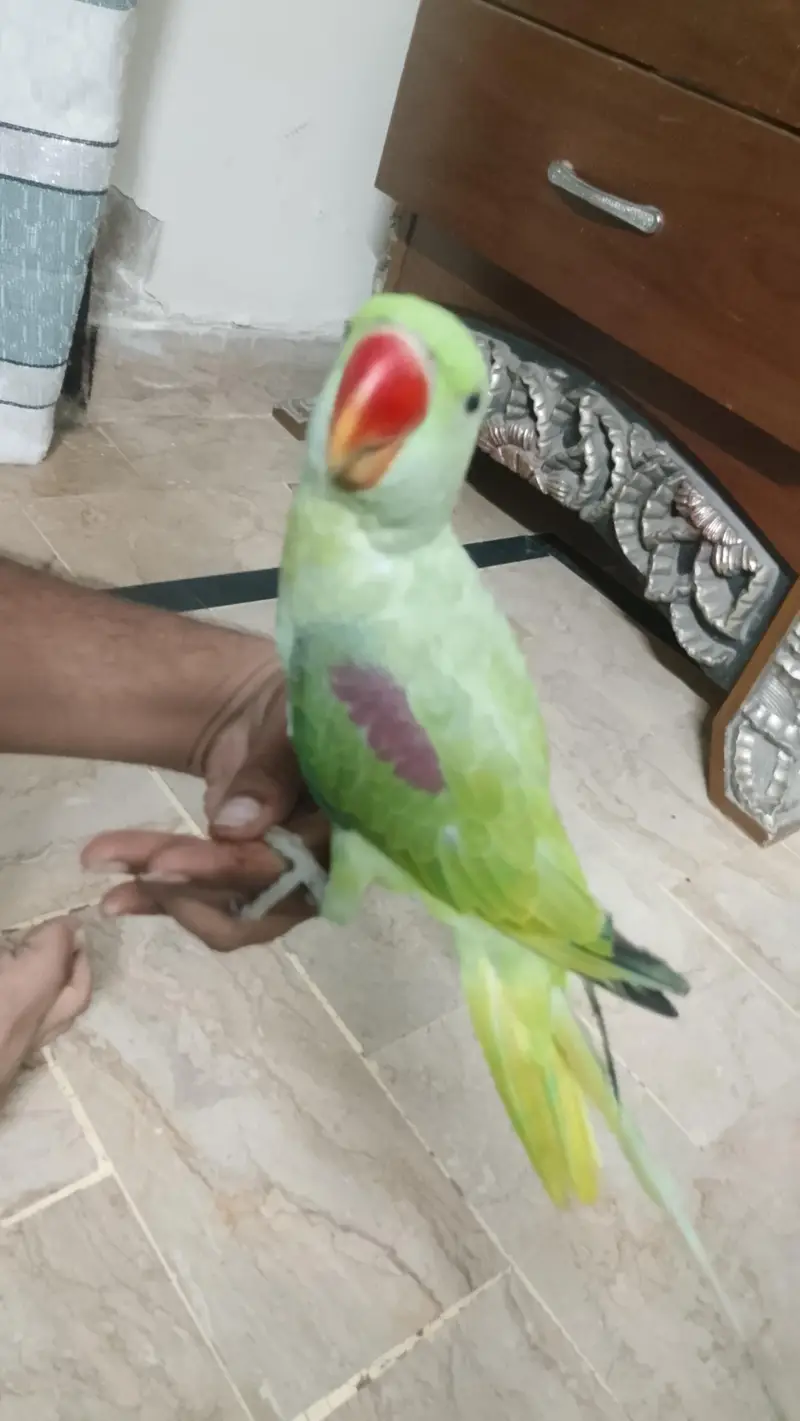 Pahari Tota Male — photo 6