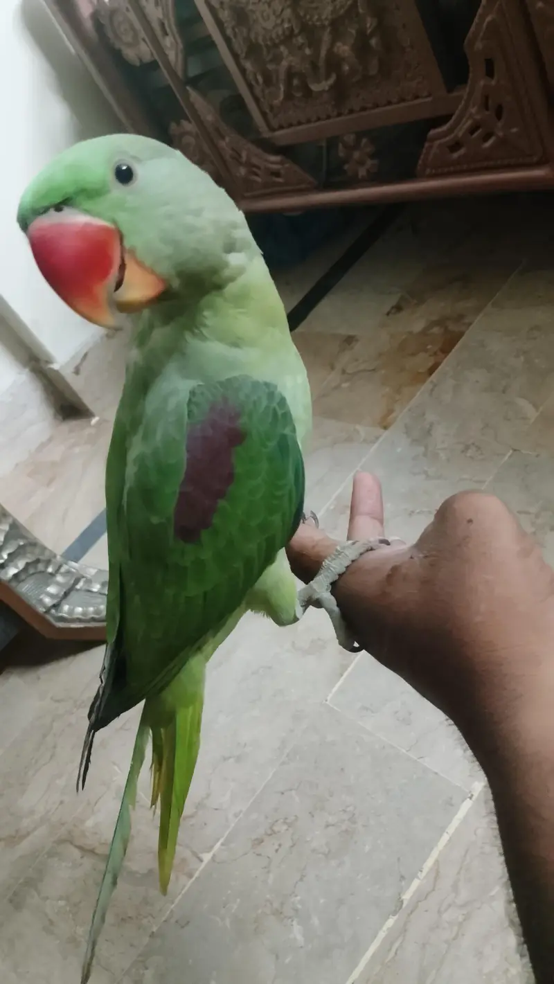Pahari Tota Male — photo 7