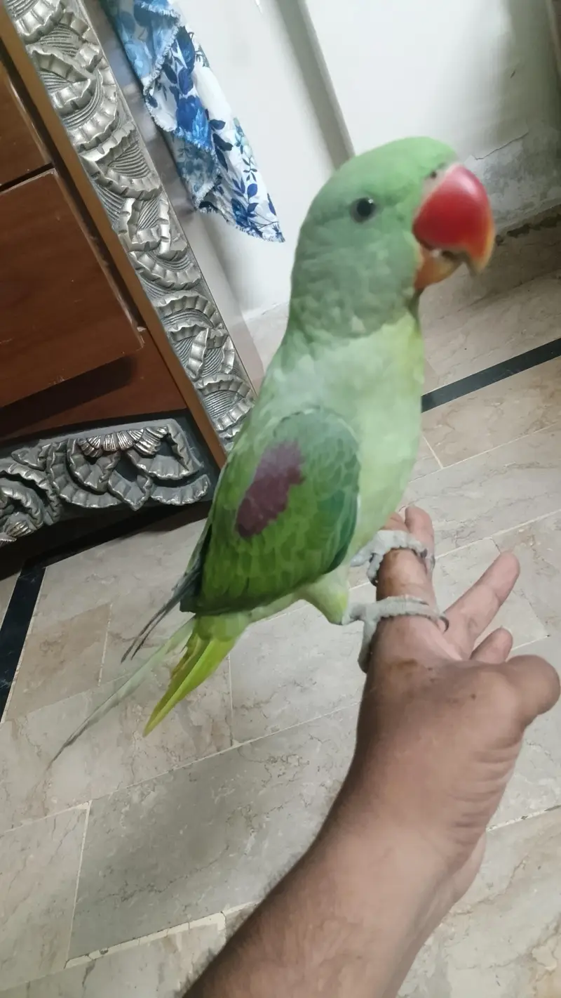 Pahari Tota Male — photo 8
