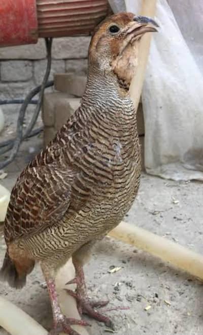 dakhni teetar