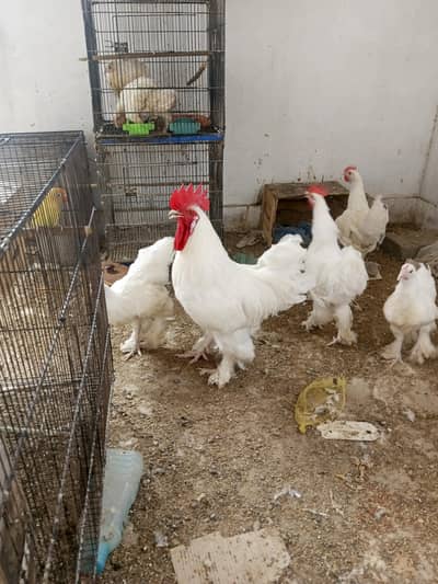 White Buff Chicks and Adult