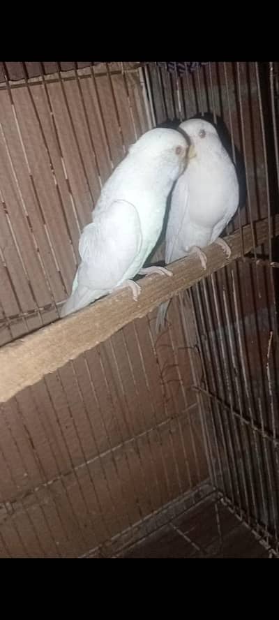 KING SIZE BUDGIE PARROTS Available For Sale (Whatsapp 0322-5296432)