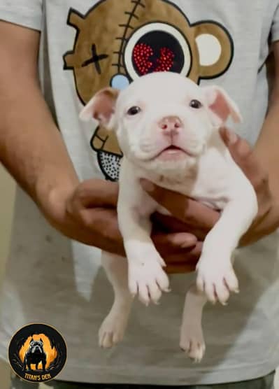 Amrican Bullies Available