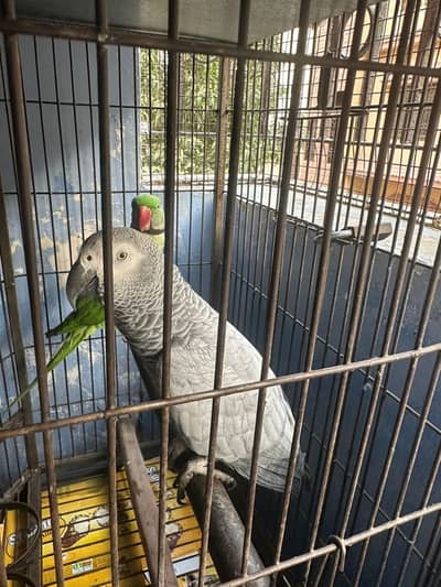 African grey parrot or green parrot