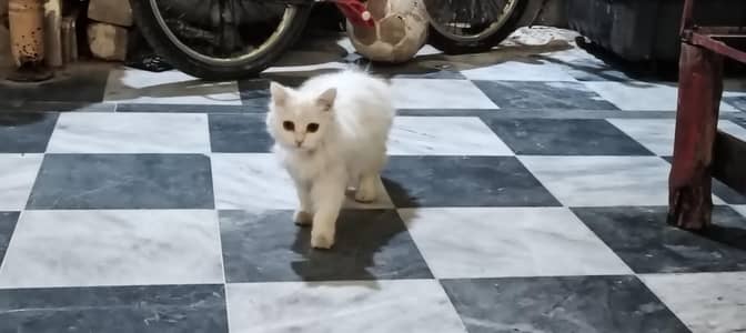 imported cat for sale 