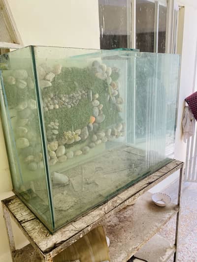fish aquarium