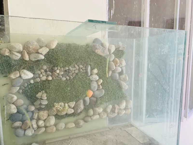 fish aquarium — photo 3
