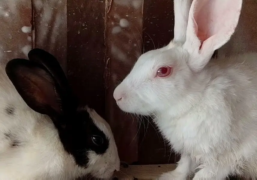 Pure white new Zealand Albino rabbits in negotiable  price