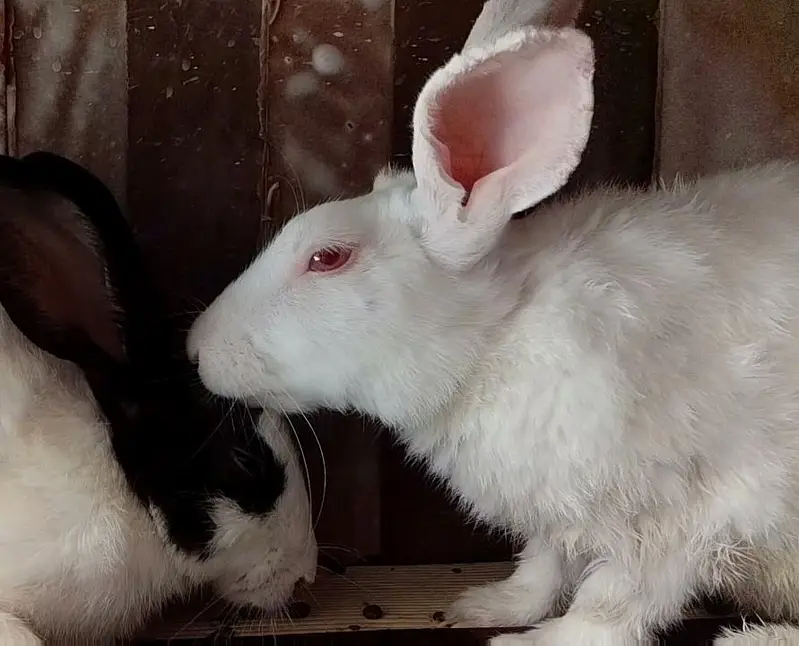 Pure white new Zealand Albino rabbits in negotiable  price — photo 2