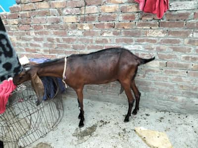 nagri bakri