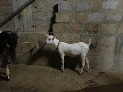 teda bakra 6 months ka home breed