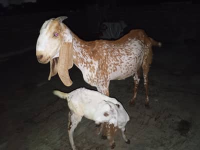 makhi cheeni Sath becha 03084500893