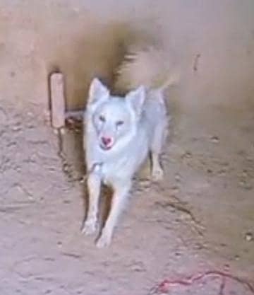 Russi Dog