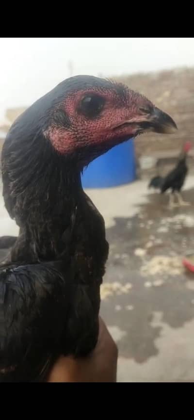 dragon eyes pthi for sale
