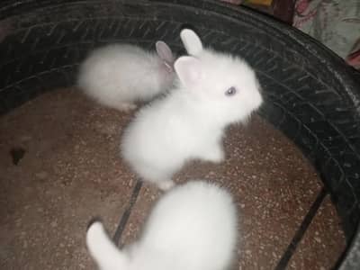 Lion Head Rabbits Pure White