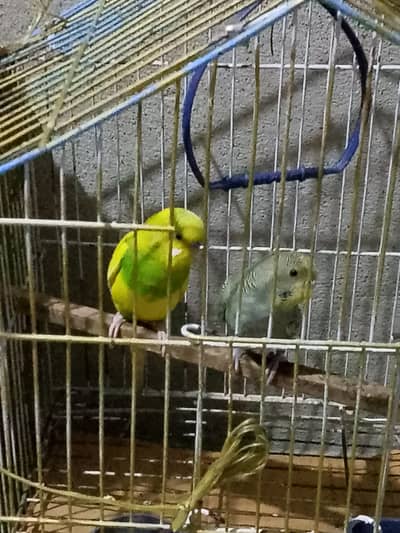 Asstelion parrot's