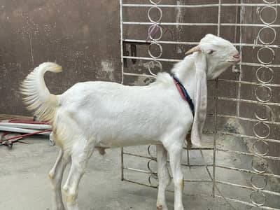 gulabi bakra 6 months