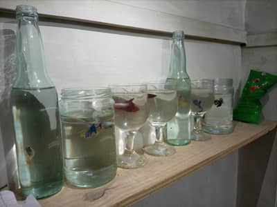 *All BETTAs For Sale*