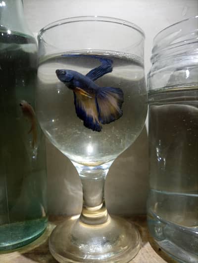 *BETTA FOR SALE*