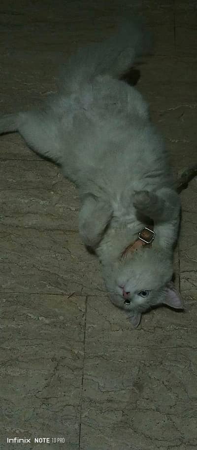 Persian Male Cat 1.5 Years Old Vaccinated