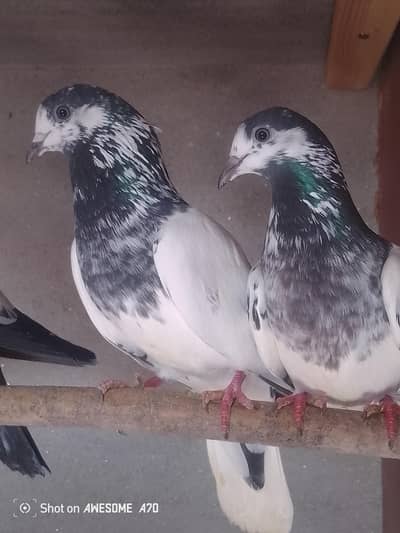 Breder pairs