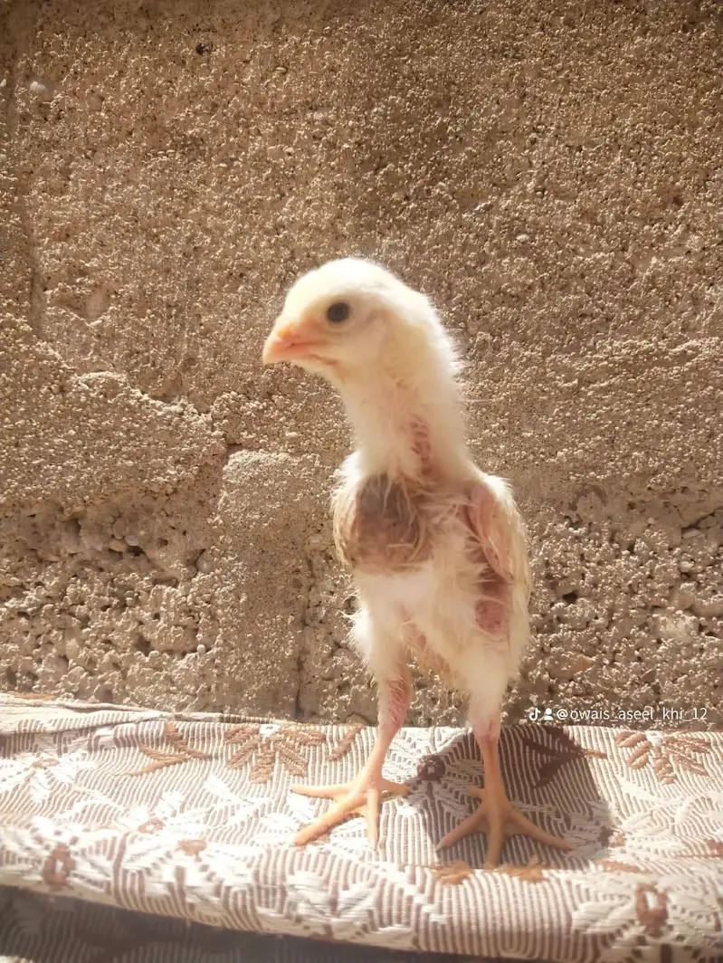 king size german o shamo chicks whatsapp 03168035881 — photo 3