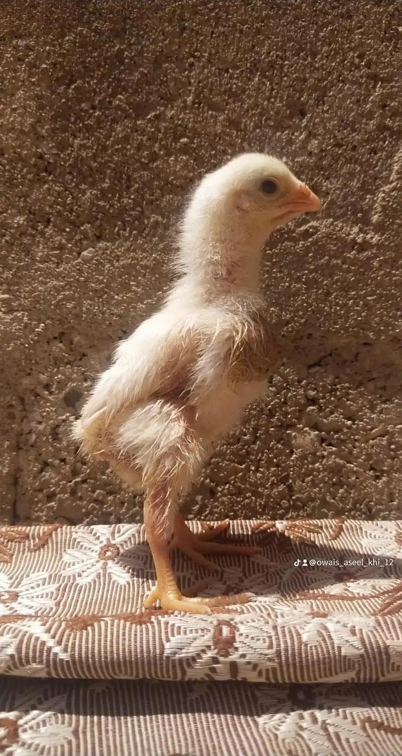 king size german o shamo chicks whatsapp 03168035881 — photo 6