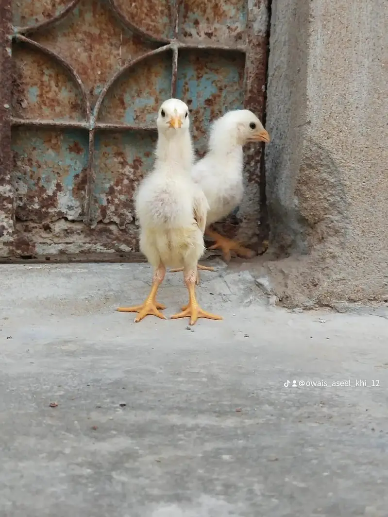 king size german o shamo chicks whatsapp 03168035881 — photo 5
