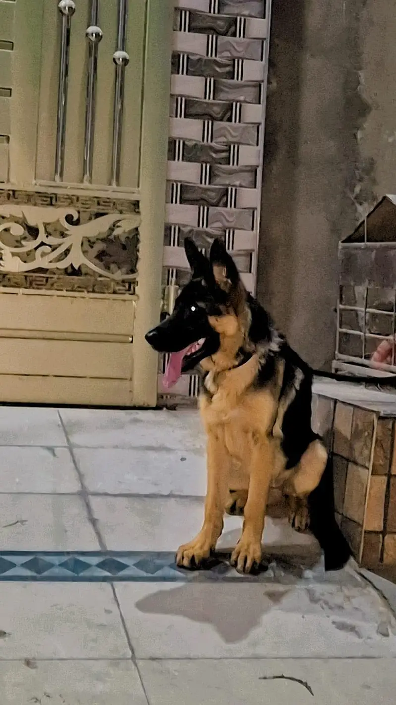 German Shephered Dog — photo 3