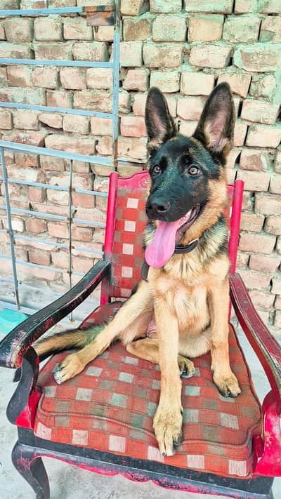 German Shephered Dog