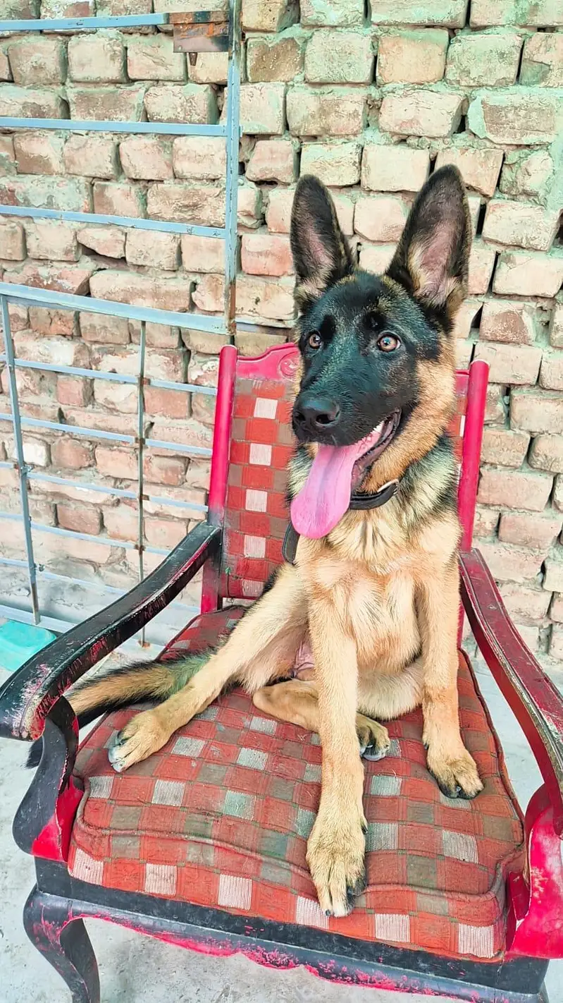 German Shephered Dog — photo 4
