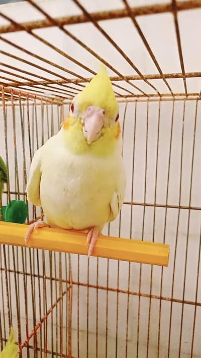 hand tame cream cocktail red eyes available