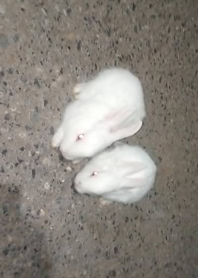 RED EYE CHINESE PAIR RABBITS